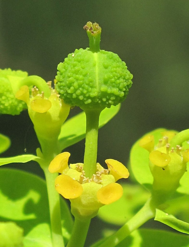 Euphorbia palustris